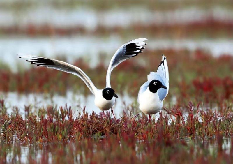 盘锦网站建设优化公司向黑嘴鸥保护协会献爱心